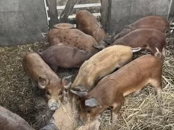 Pigs (batch, sex not specified),  — Hungary