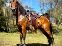 Hing, Tennessee Walking Horse — 1. fotó