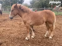 Caballo, Caballos — foto 6