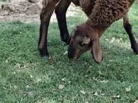 绵羊（批次，未指定性别）, Sheep — 照片 3