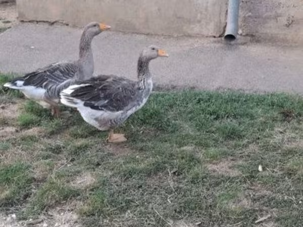 Geese — Hungary