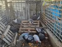 Guinea fowl — foto 1