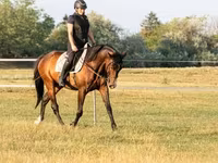 घोड़ा, Hungarian horse breed — फ़ोटो 4
