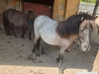 فرس, Shetland Pony — الصورة 2