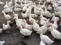 Ducks — फ़ोटो 2