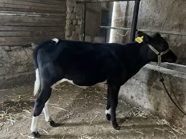 İribuynuzlu mal-qara (partiya, cinsi göstərilməyib), Russian Black pied cattle