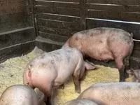 Süldőanya, Sertések — 4. fotó
