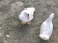 Ducks — 2-сурет