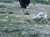 Chickens — foto 3