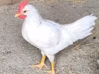 Leghorn — foto 2