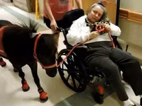 Hing, Miniature horse — 5. fotó