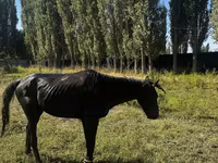 Kůň, Russian warmblood — foto 5