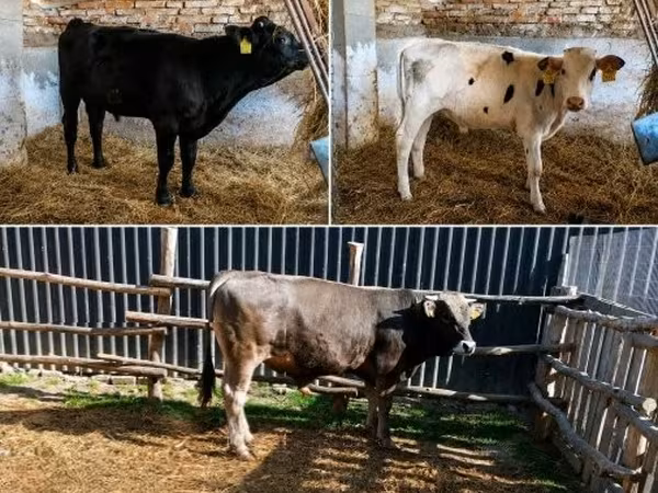 公牛, Cattle — 匈牙利