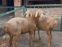 Qoyun, Arashan sheep — foto 2