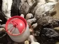 Turkeys — foto 1