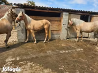 Kanca, Lovak — 7. fotó
