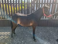 Cheval, Chevaux — photo 1