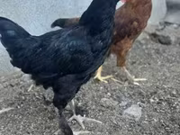 Chickens — الصورة 4
