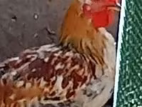 Chickens — الصورة 2