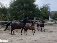 Kanca, Lipizzaner — 6. fotó