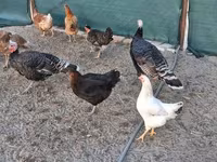 Turkeys — photo 2