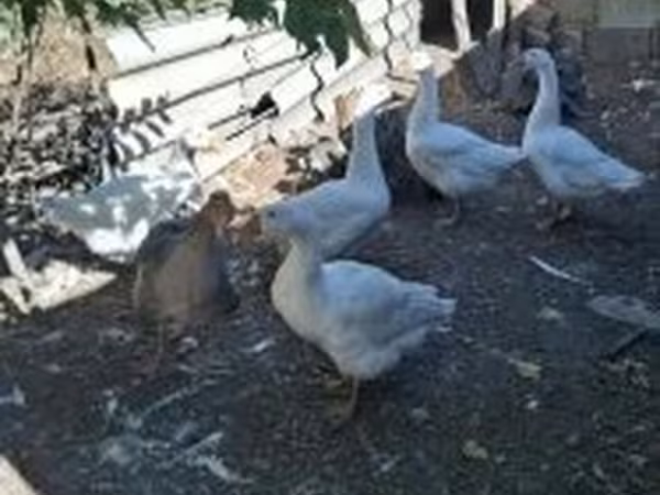 Geese — Hungary