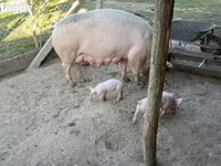 Sow, Pigs — photo 1