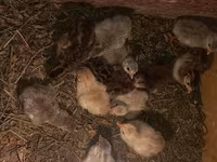 Chickens — Foto 5