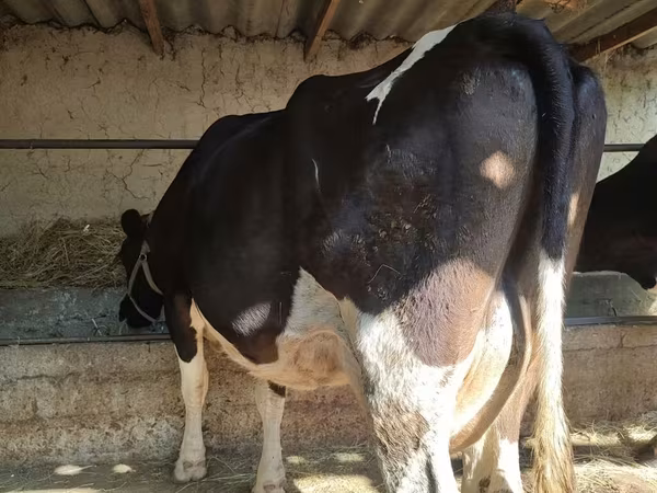 Tehén, Holstein fajta