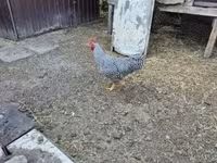 Chickens — foto 2