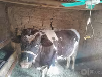 सांड, Russian Black pied cattle — फ़ोटो 5