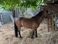公马, Horses — 照片 8