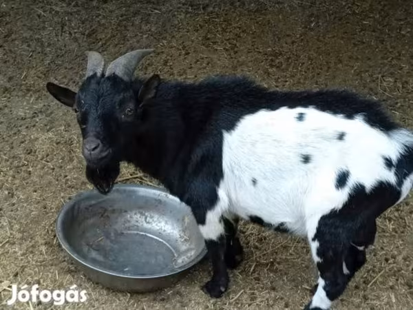 Bak, Nigerian dwarf goats