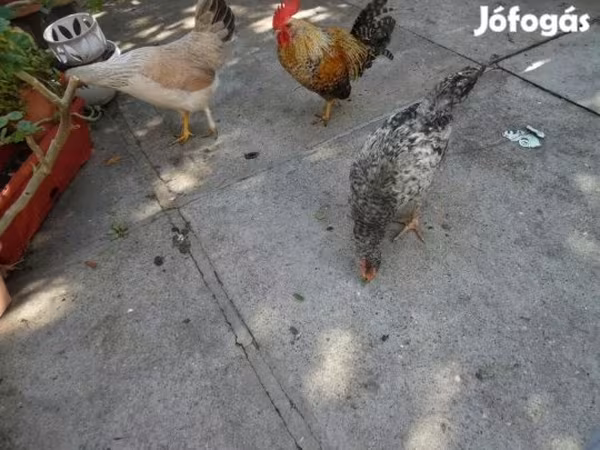 japán bantam — Magyarország