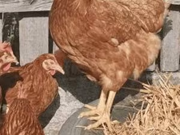 Chickens — Magyarország