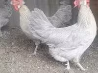 Poule danoise — photo 4
