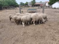 母羊, Sheep — 照片 3