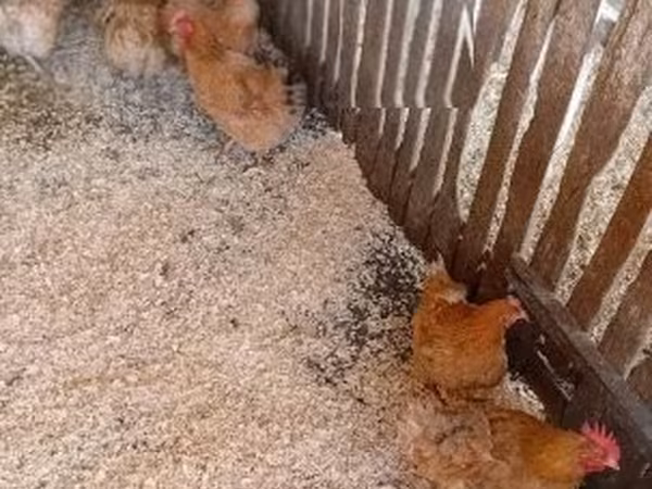 Danish hen — Hungary