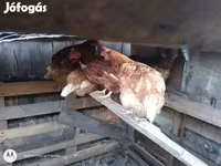 Chickens — الصورة 1