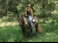 घोड़ी, Kentucky mountain daddle horse — फ़ोटो 7