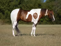 Cavalo, American paint horse — foto 1