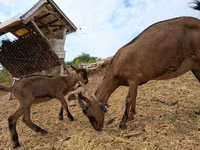 公山羊, Alpine goat — 照片 1