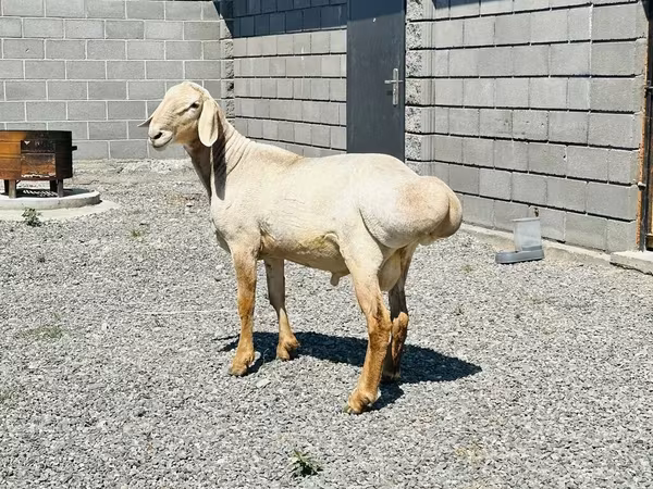 Carnero, Hissar sheep