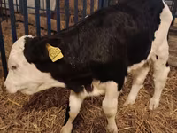 Bika, Simmental cattle — 2. fotó