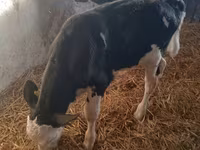 Byk, Simmental cattle — zdjęcie 4