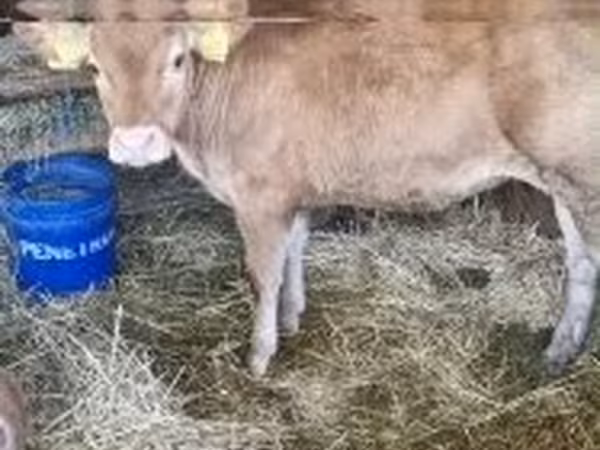 Cow, Limousin cow — Hungary