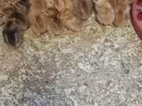 Chickens — Foto 2