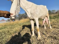 Kozel, Gulabi goats — foto 6