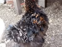 Chickens — photo 1