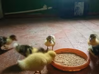 Ducks — zdjęcie 4